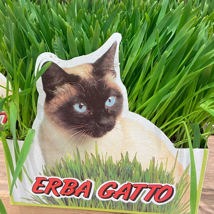 photo of Erba gatto Cat Grass shared by @pippocat on  20 Mar 2024 - review