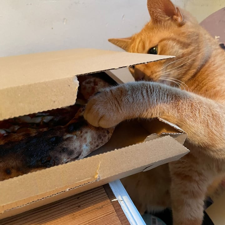 photo of Al Catzone - Pizza Napovegana Trüffel Pizza shared by @alcatzonexglianimali on  19 May 2024 - review