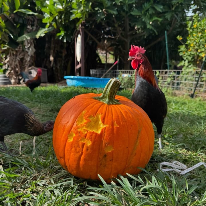photo shared by @alohaanimalsanctuary on  06 Oct 2024 - post