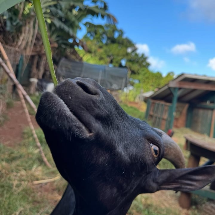 photo shared by @alohaanimalsanctuary on  21 Aug 2024 - post