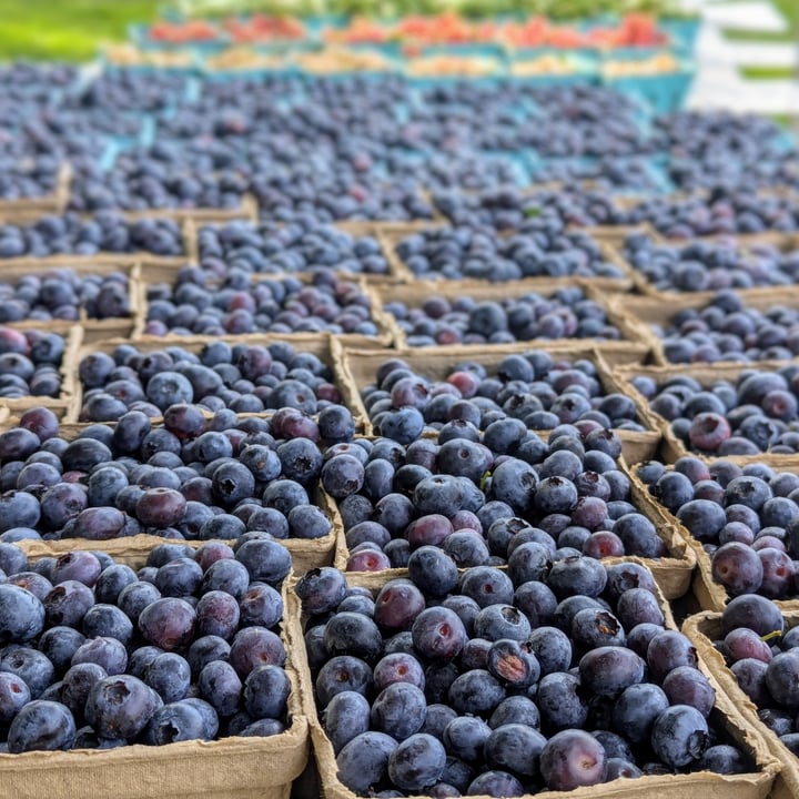 photo of Red Fire Farm Blueberries shared by @twistedbakery on  20 Jul 2025 - review