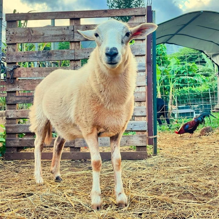 photo shared by @alohaanimalsanctuary on  28 Aug 2024 - post