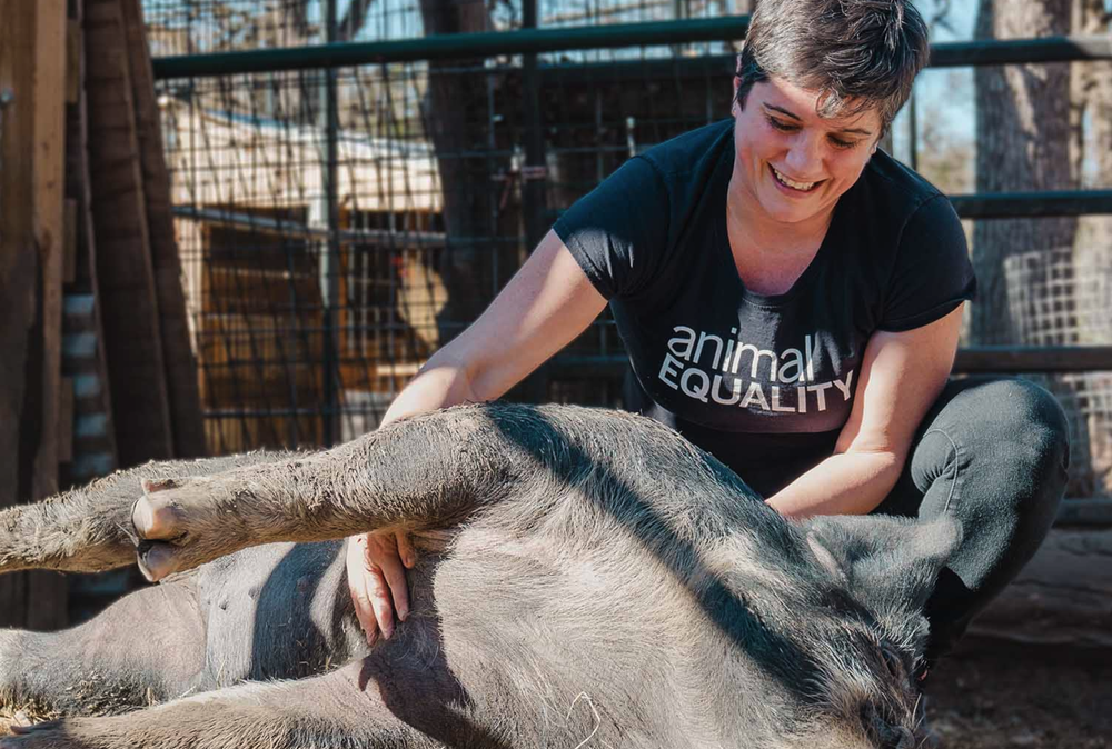 Animal Equality member playing with pig