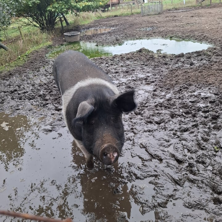 photo of Sanctuary het Wijland Lunch shared by @frendssnotfood on  12 Oct 2025 - review