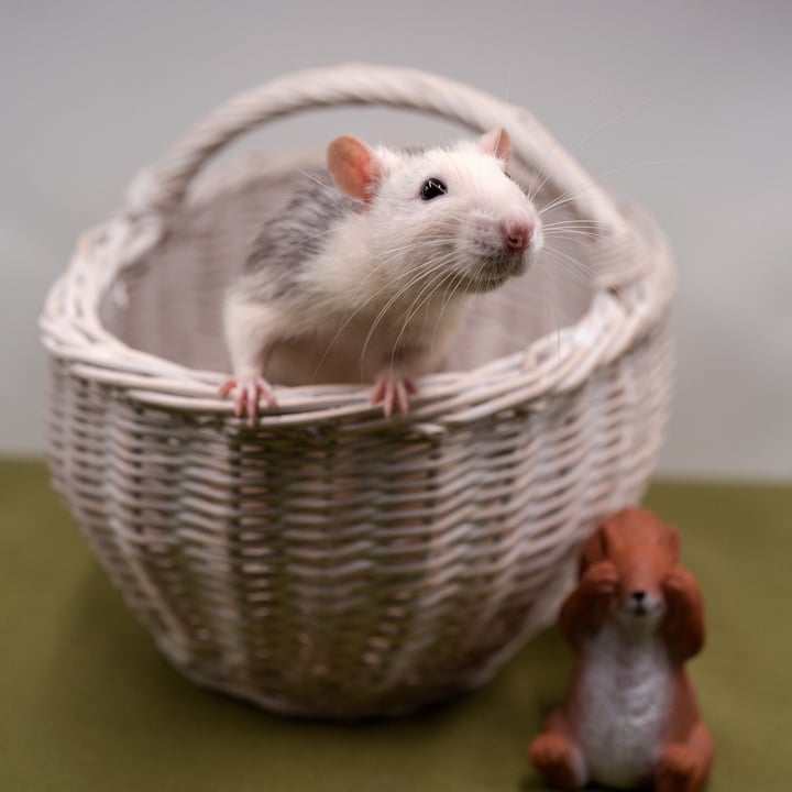 photo shared by @fancyratrescue on  07 Mar 2025 - post