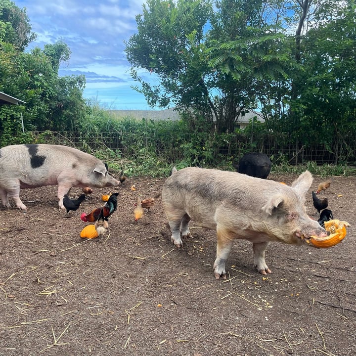 photo shared by @alohaanimalsanctuary on  03 Dec 2024 - post