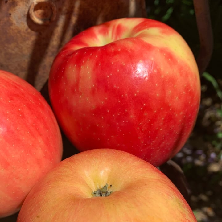 photo of Joyfully grown organic honeycrisp apple shared by @unejanie on  19 Apr 2024 - review