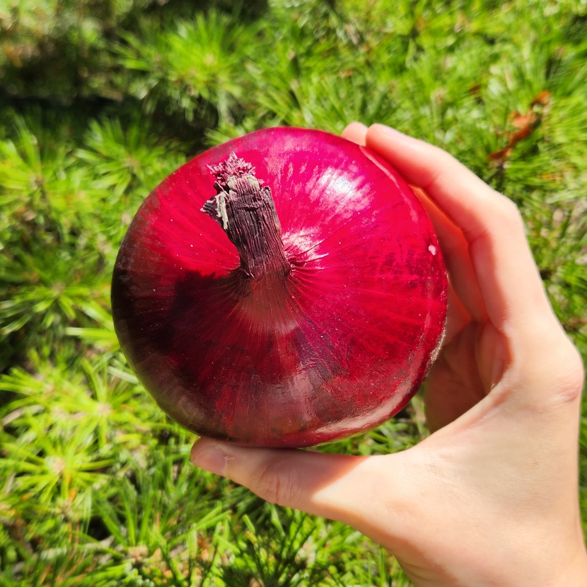 Kroger Red Onion Reviews abillion