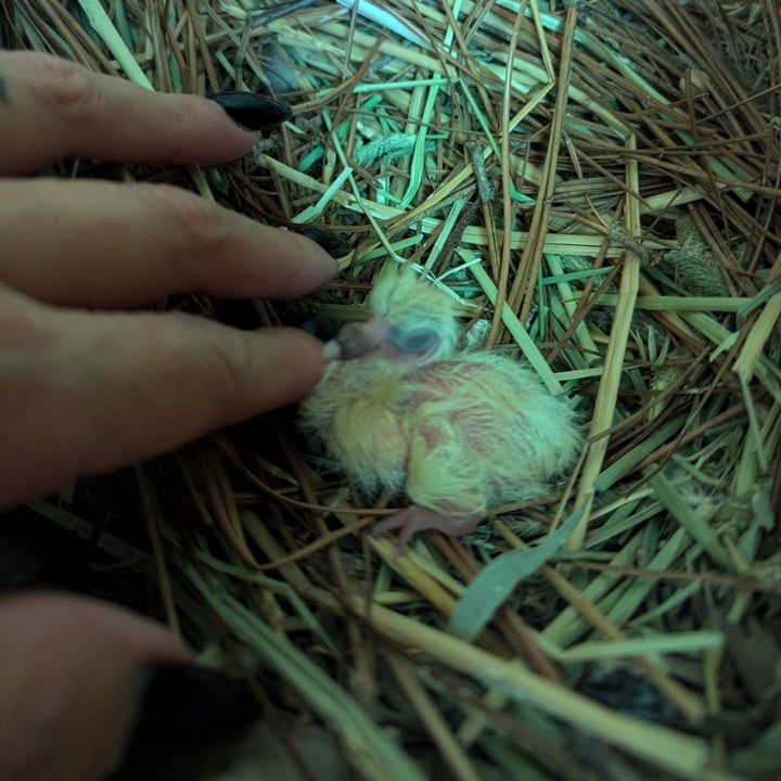 Megan thee Pigeon (@pigeonsformiles) | abillion