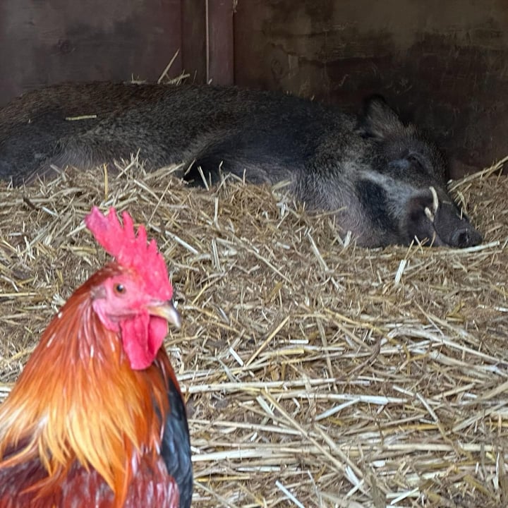 photo shared by @alohaanimalsanctuary on  30 Oct 2024 - post