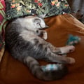 @civetta22 profile image