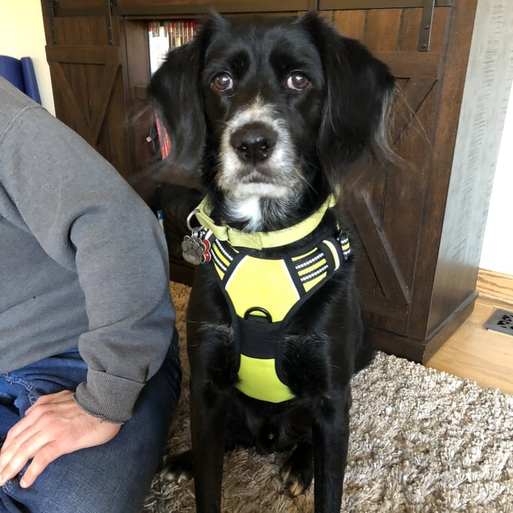 photo of Rabbitgoo Dog Harness shared by @goodboifinny on  20 Mar 2024 - review