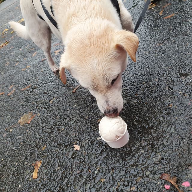 Photo of the dish “Pup Cup”