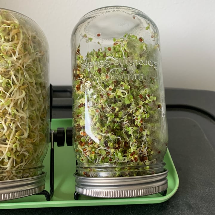 photo of Mumm’s Sprouting Seeds Organic Broccoli shared by @louisg on  28 Apr 2024 - review