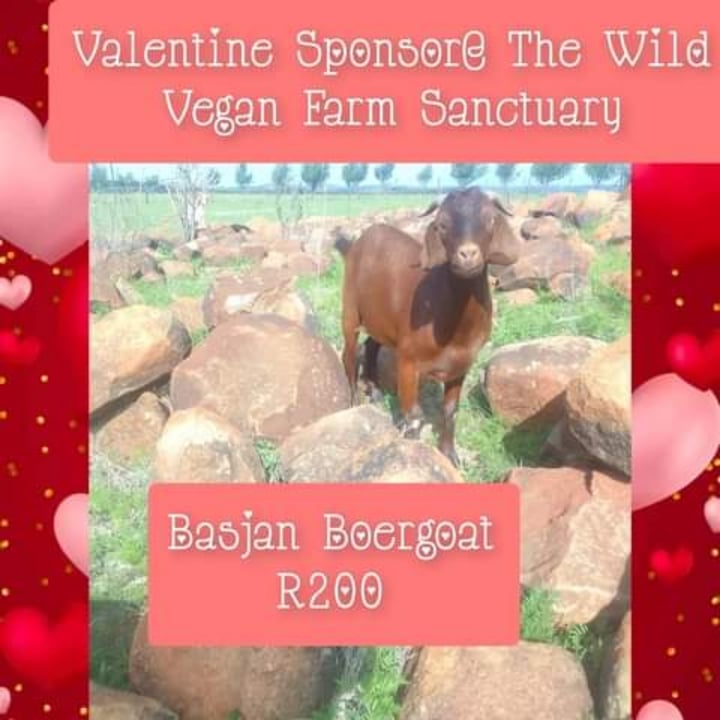 photo shared by @wildvegansanctuary on  02 Feb 2024 - post