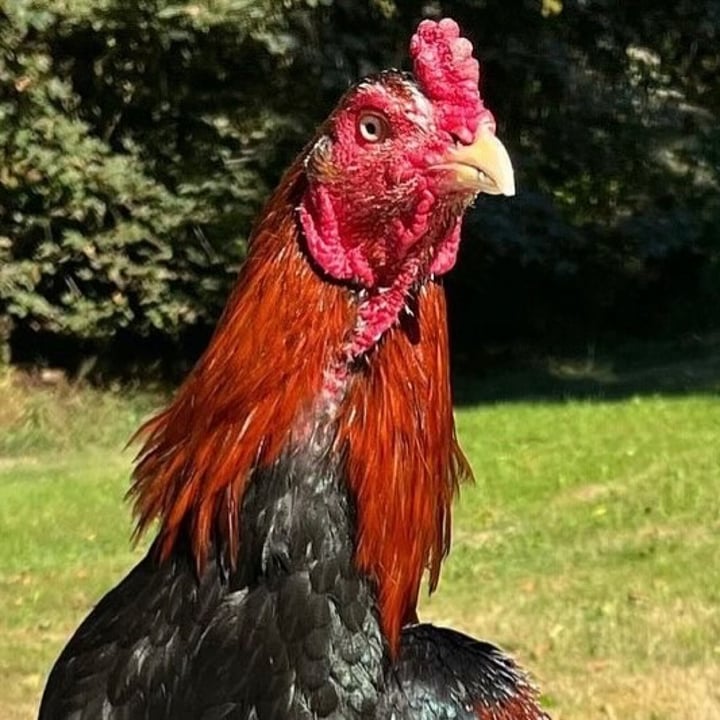 photo of undefined undefined shared by @roosterredemption on  19 Jun 2025 - review