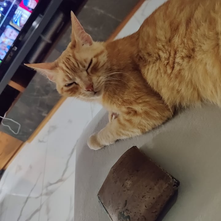 photo of Benevo Wet Cat & Dog Food shared by @lukasser on  04 Jul 2025 - review