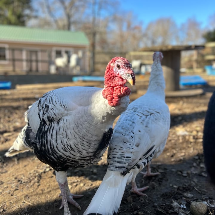 photo of undefined undefined shared by @therileyfarmrescue on  26 Nov 2024 - review