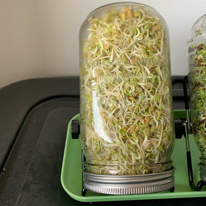 photo of Mumm’s Sprouting Seeds Fenugreek shared by @louisg on  28 Apr 2024 - review