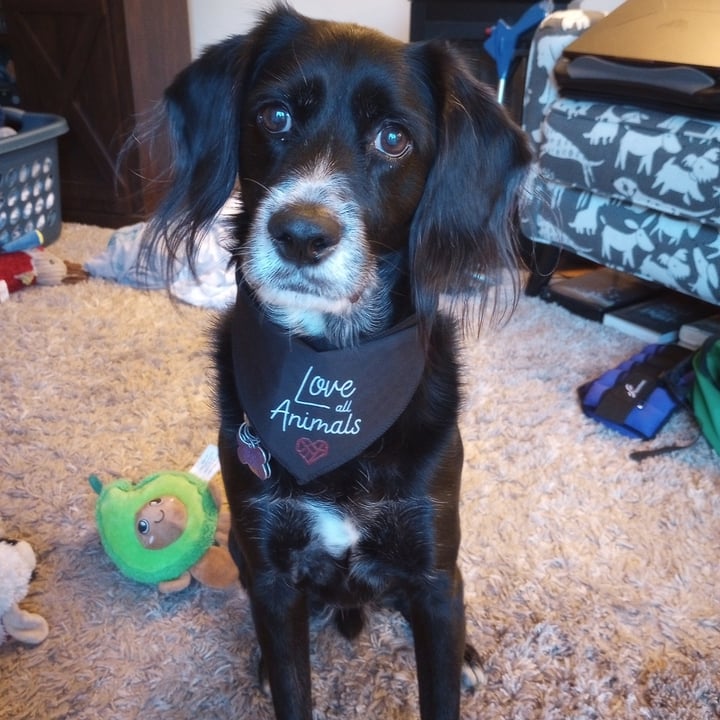 photo of The Humane League Pet Bandana shared by @goodboifinny on  20 Mar 2024 - review