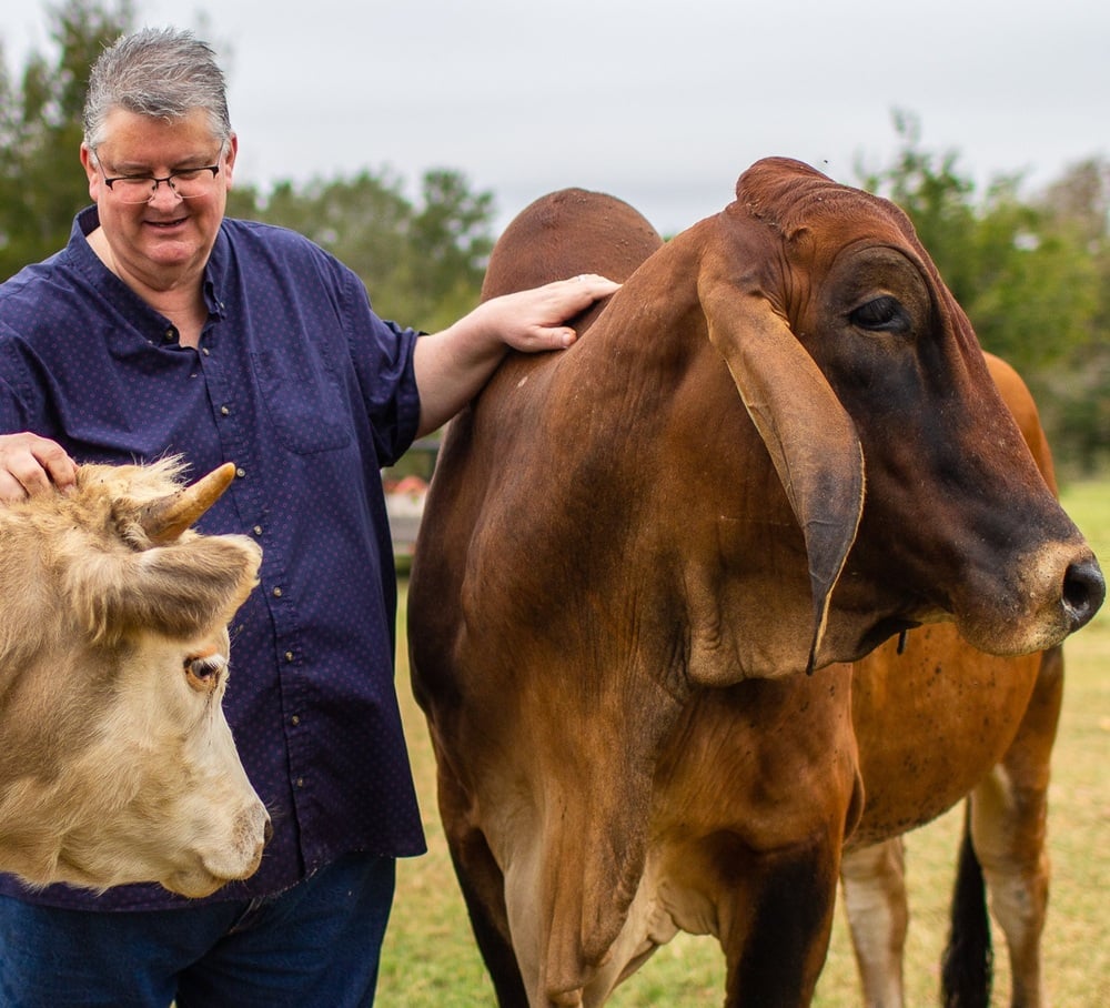 Man petting two cows