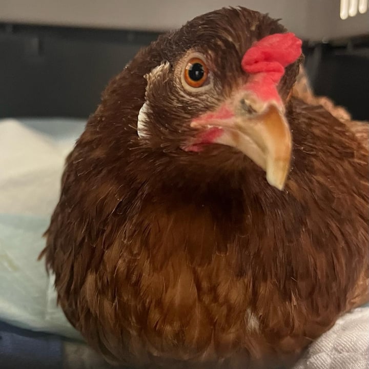 photo of undefined undefined shared by @roosterredemption on  19 Jun 2025 - review