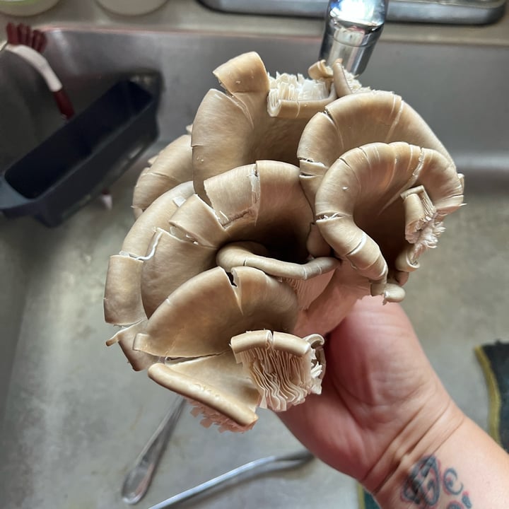 photo of Killbuck Valley Mushrooms Blue Oyster Mushrooms shared by @kristin548 on  27 Aug 2023 - review