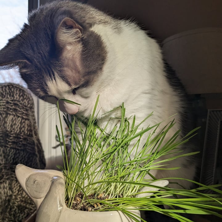 photo of Whisker City Cat Grass Seeds shared by @howie-meowie on  18 Mar 2024 - review