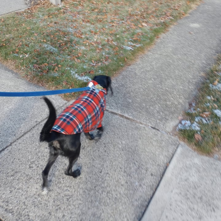 photo of The Worthy Dog Dog Sweater shared by @goodboifinny on  20 Mar 2024 - review