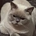 @crazyvegannnn profile image