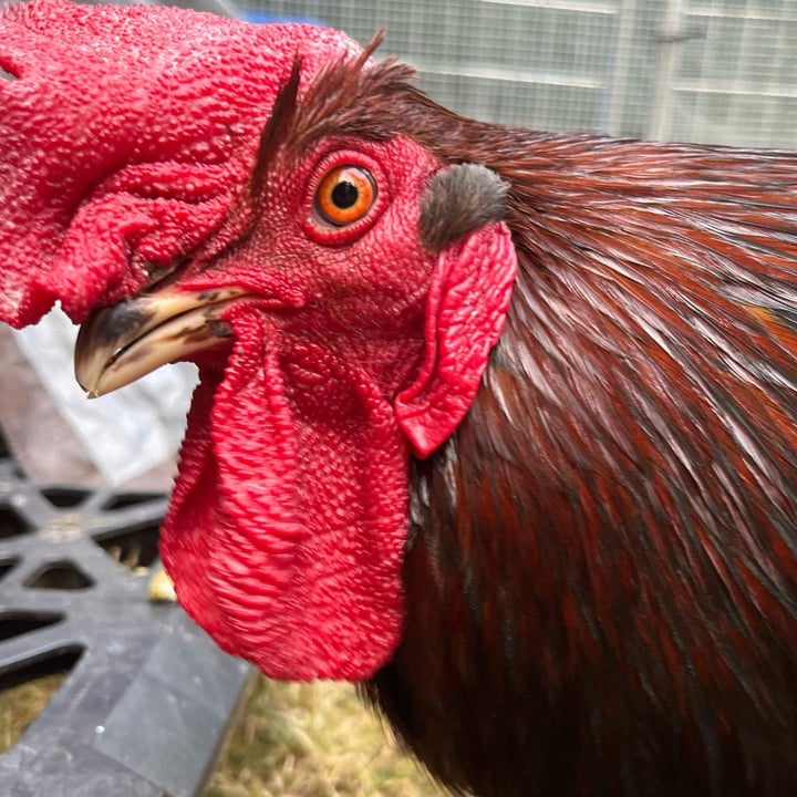 photo of undefined undefined shared by @roosterredemption on  19 Jun 2025 - review