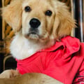 @vanshika2732 profile image