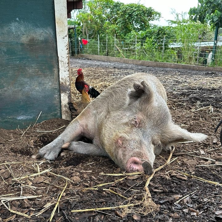 photo shared by @alohaanimalsanctuary on  30 Oct 2024 - post