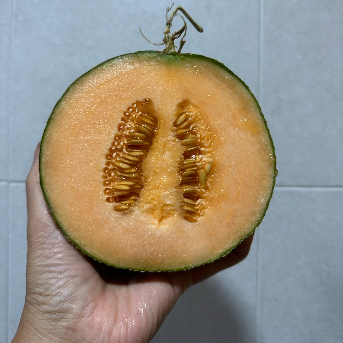 hoh-farm-rock-melon-reviews-abillion