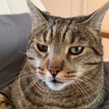 avatar of curtistheweirdcat