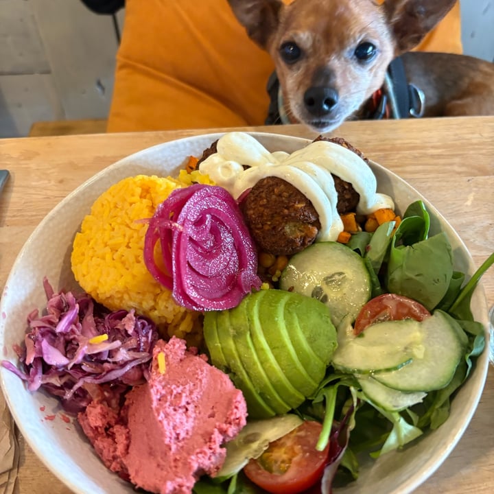 photo of Mad Cucumber falafel bowl shared by @chrisj on  04 Jun 2025 - review