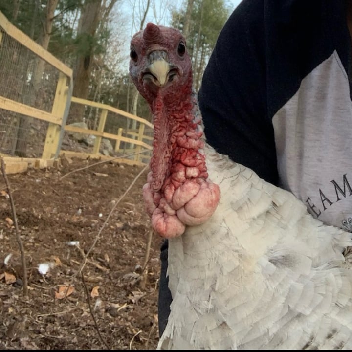 photo of undefined undefined shared by @therileyfarmrescue on  26 Nov 2024 - review