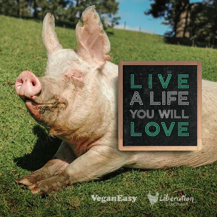 photo shared by @animalliberationvic on  01 Jan 2025 - post