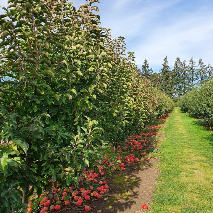 photo of Beilke Family Farm U-Pick Apples shared by @anistavrou on  11 Dec 2024 - review