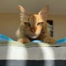 mangokitty