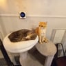 Dr. Cat - Pet Lounge Bistrot