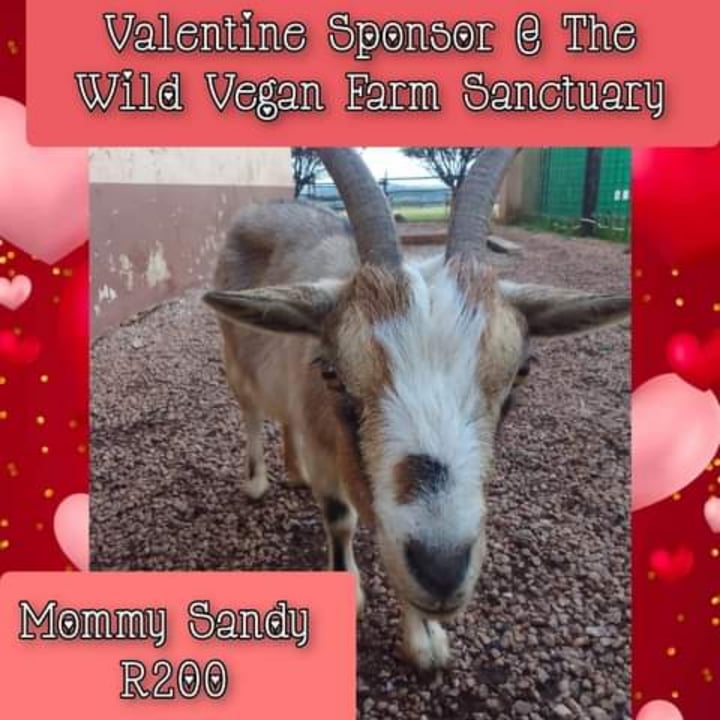 photo shared by @wildvegansanctuary on  02 Feb 2024 - post