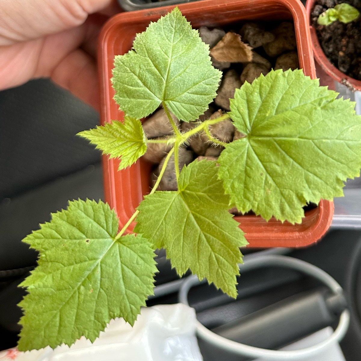 Golden Raspberry Plant from HOH Farm - Vegan Product Reviews & Ratings ...