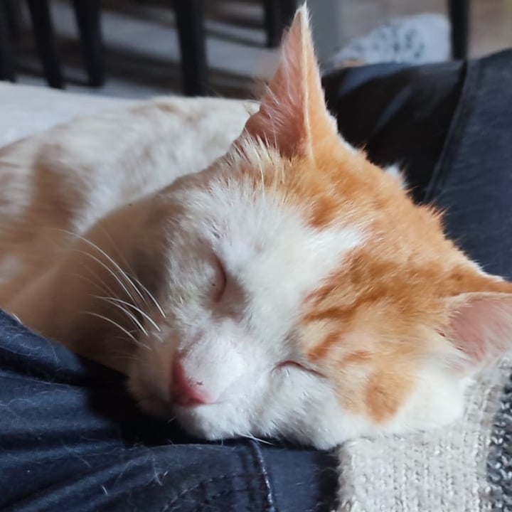 photo shared by @pippocat on  07 Jun 2025 - post
