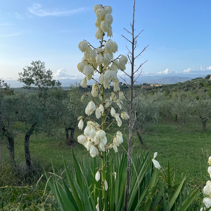 photo of Alce Nero semola di grano duro Cappelli shared by @antonellaboschi on  17 Sep 2025 - review