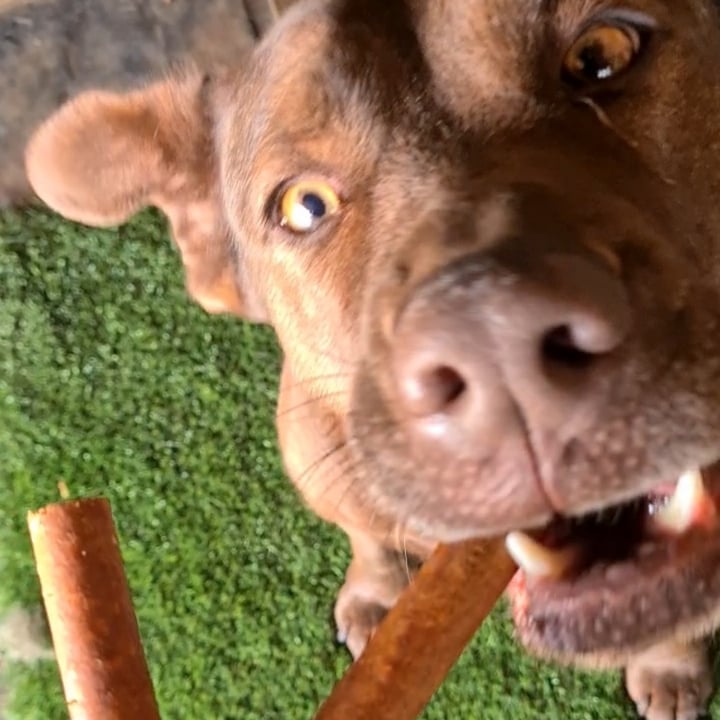 photo of Plantdog Plant-based Marrow Bone (bacon 😔 flavoured) shared by @veronicagroen on  27 Sep 2024 - review