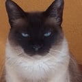 @passionaterabbit49 profile image