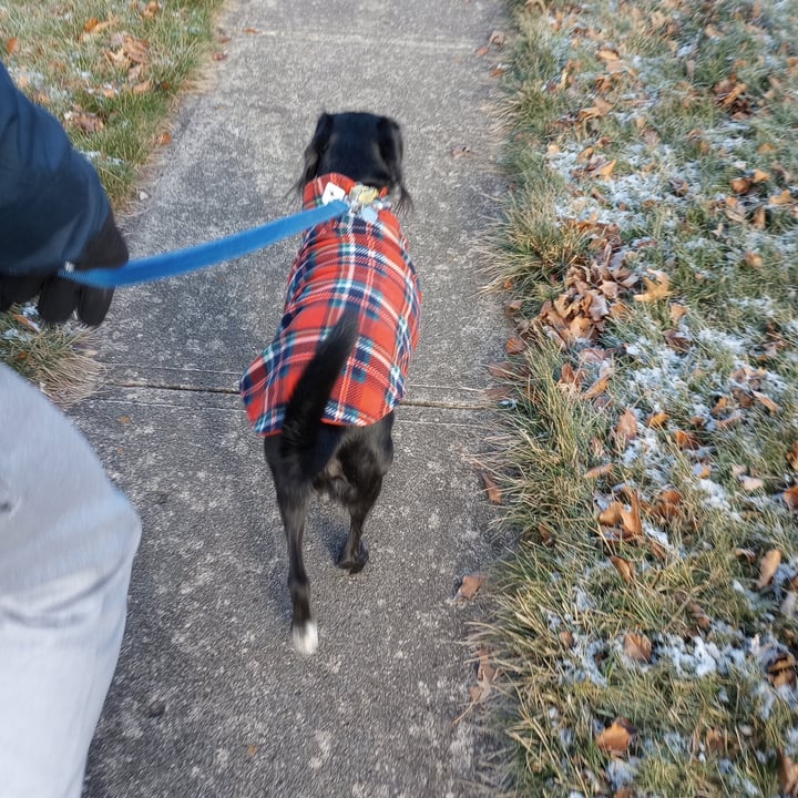 photo of The Worthy Dog Dog Sweater shared by @goodboifinny on  20 Mar 2024 - review