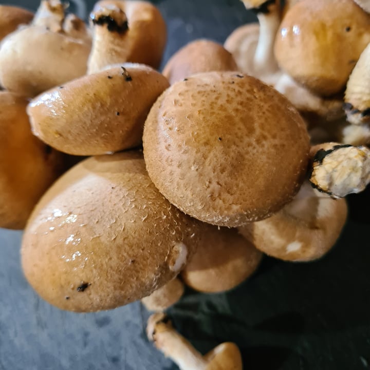 photo of Shroomee shimeji mushroom shared by @veronicagroen on  18 Mar 2024 - review