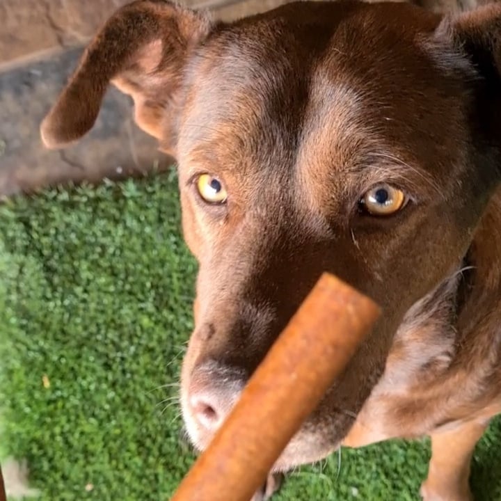 photo of Plantdog Plant-based Marrow Bone (bacon 😔 flavoured) shared by @veronicagroen on  27 Sep 2024 - review